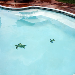 Turtles in the Pool